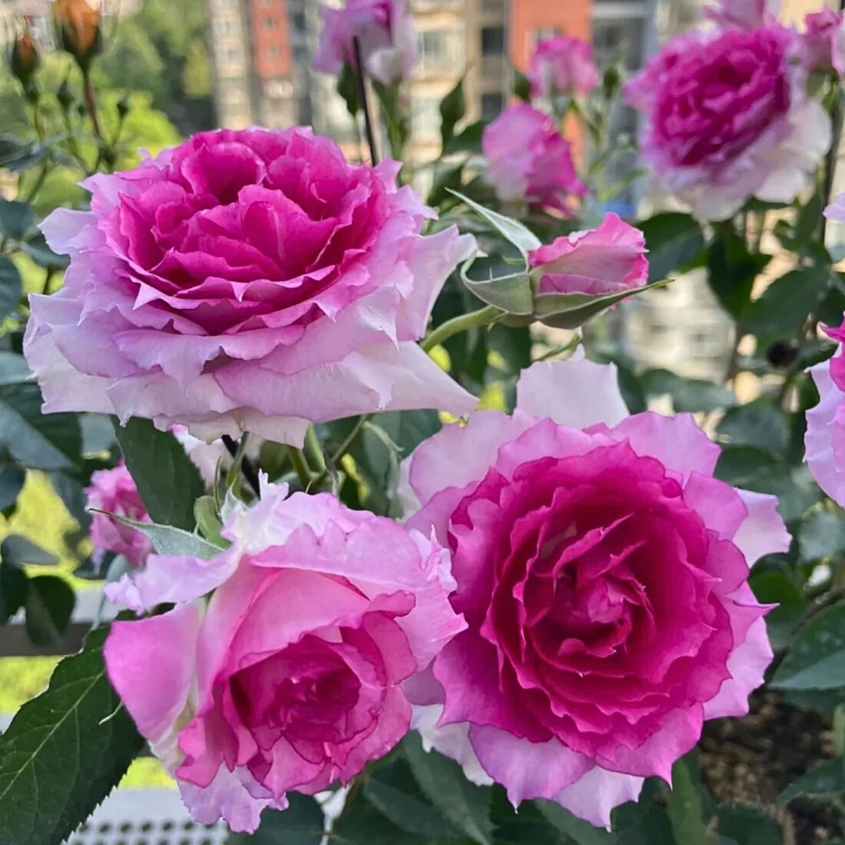 Sheherazad Perennial Rose Seeds - Garden Rose, 30+ seeds