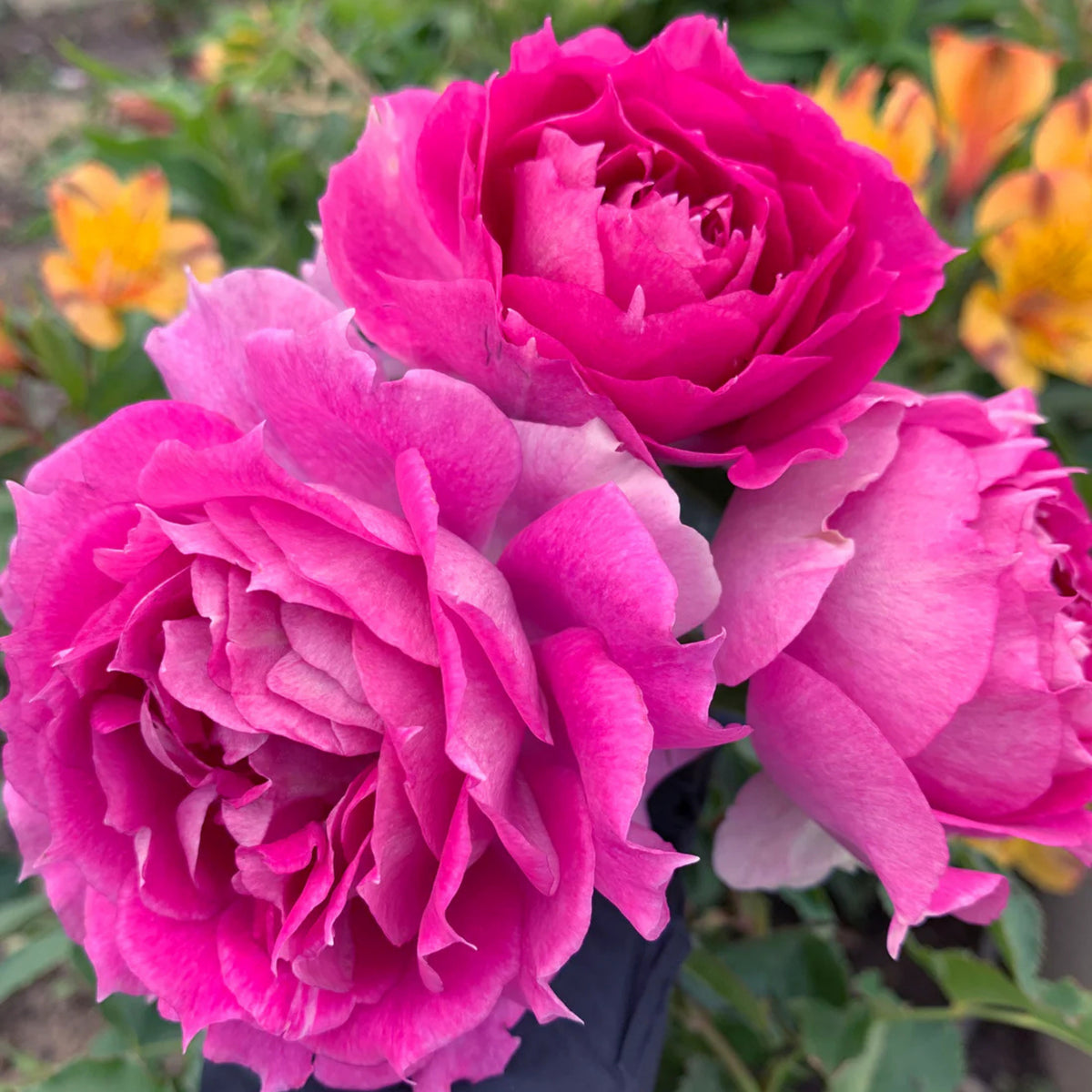 Sheherazad Perennial Rose Seeds - Garden Rose, 30+ seeds