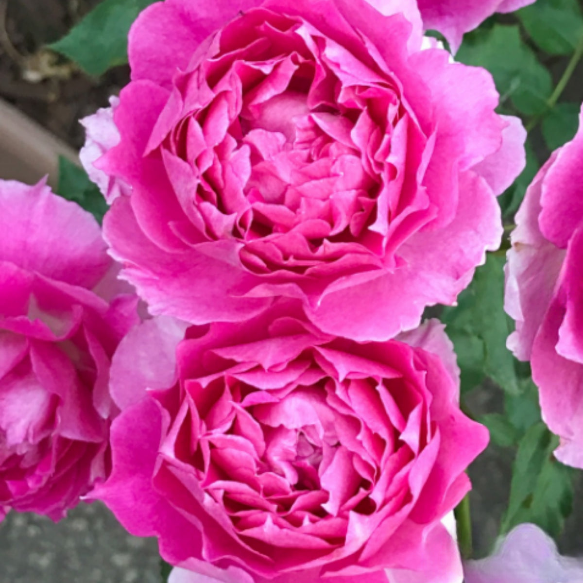 Sheherazad Perennial Rose Seeds - Garden Rose, 30+ seeds