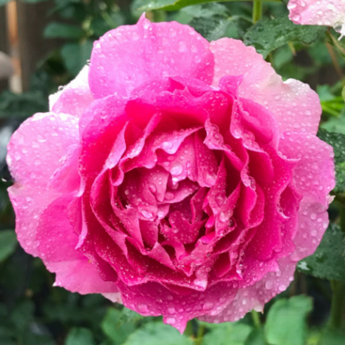 Sheherazad Perennial Rose Seeds - Garden Rose, 30+ seeds