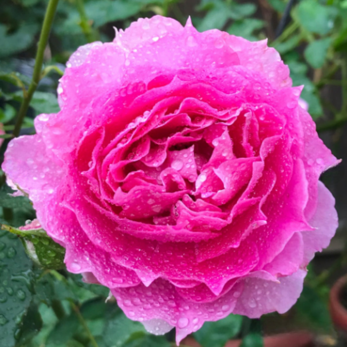 Sheherazad Perennial Rose Seeds - Garden Rose, 30+ seeds