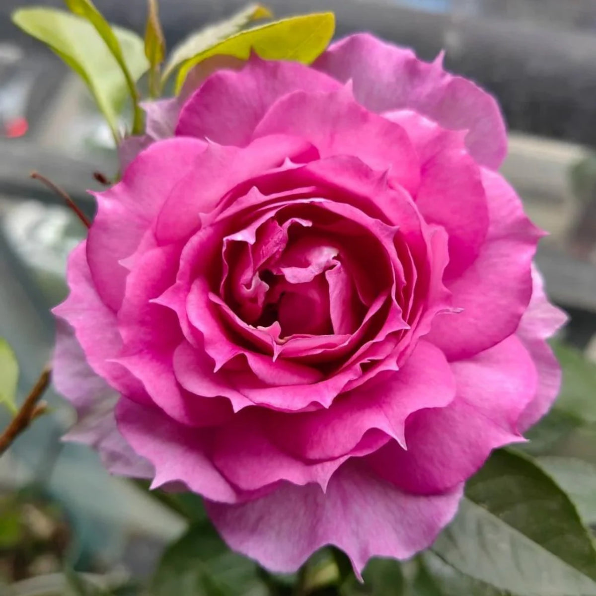 Sheherazad Perennial Rose Seeds - Garden Rose, 30+ seeds