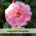 30+ Seeds| Rosenstadt Freising Perennial Rose Seeds - Garden Rose - White Red Edge Blooms - Repeat Blooming - Ornamental Flower#1185