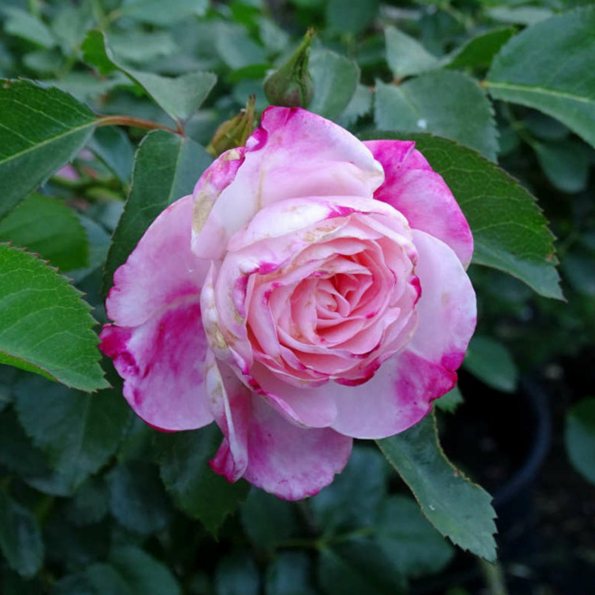 Rosenstadt Freising Perennial Rose Seeds - Garden Rose, 30+ seeds