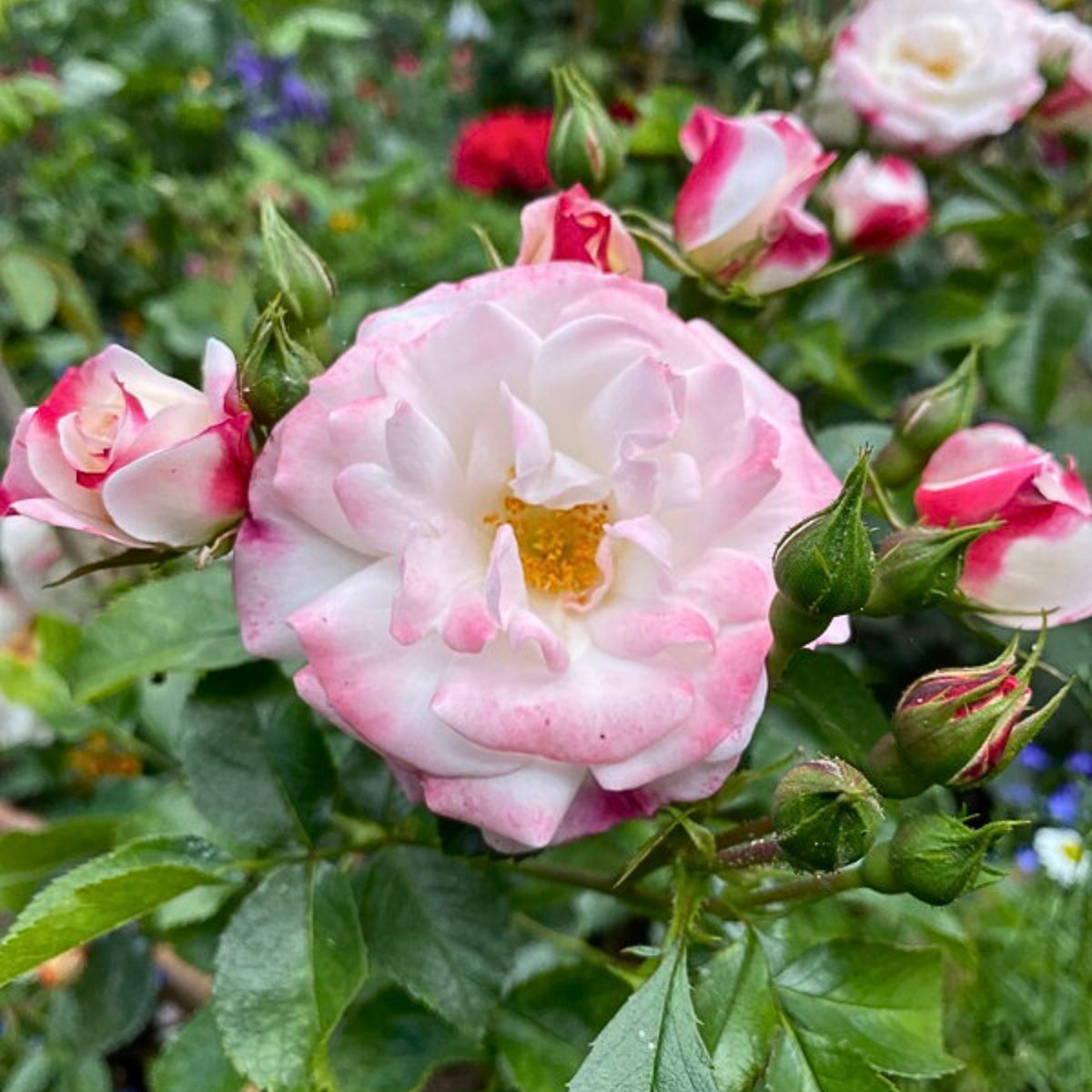 Rosenstadt Freising Perennial Rose Seeds - Garden Rose, 30+ seeds