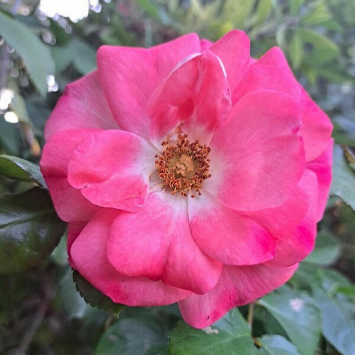 Rosenstadt Freising Perennial Rose Seeds - Garden Rose, 30+ seeds