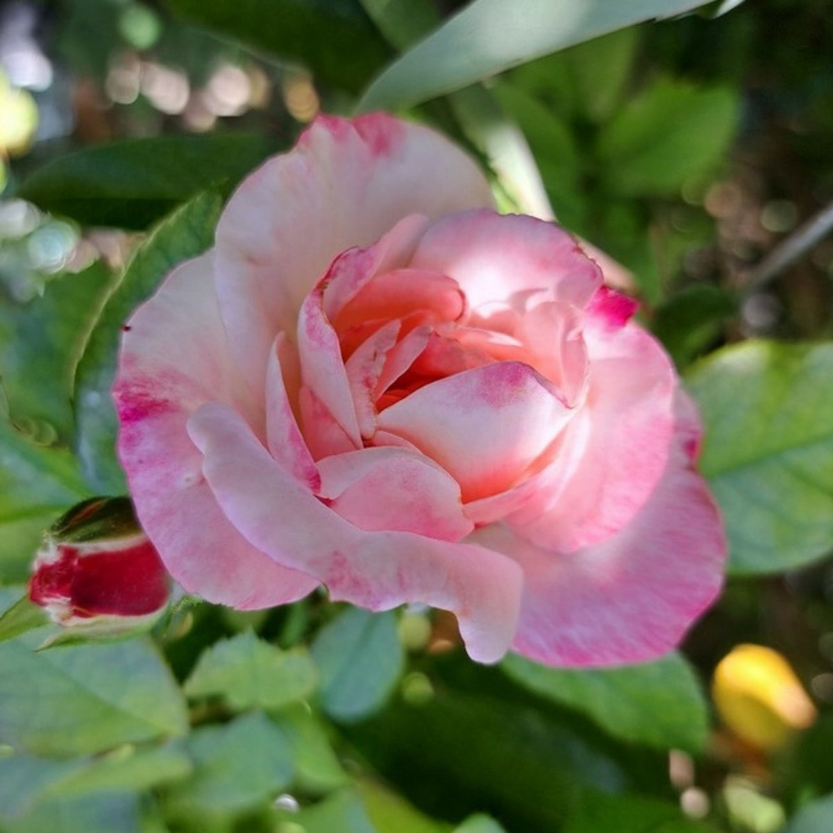 Rosenstadt Freising Perennial Rose Seeds - Garden Rose, 30+ seeds