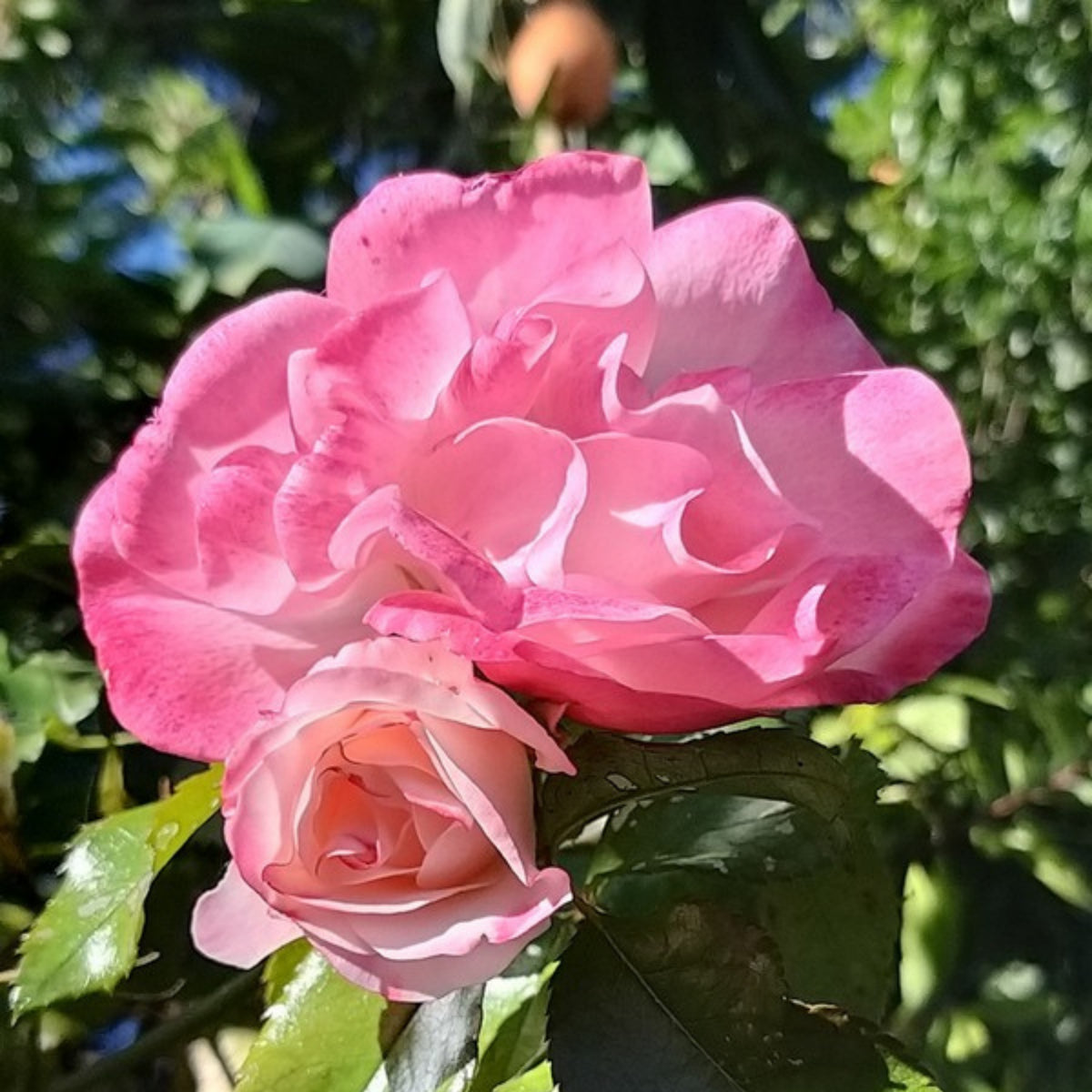 Rosenstadt Freising Perennial Rose Seeds - Garden Rose, 30+ seeds