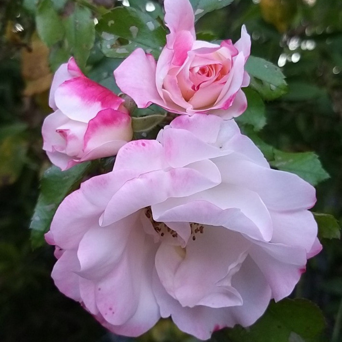 Rosenstadt Freising Perennial Rose Seeds - Garden Rose, 30+ seeds