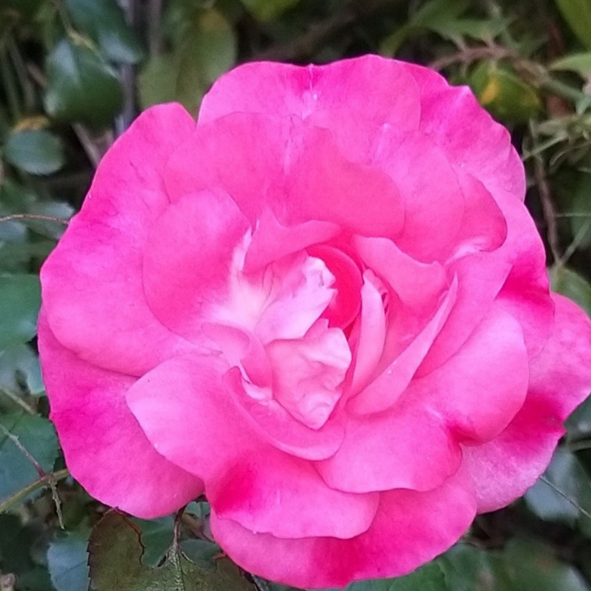 Rosenstadt Freising Perennial Rose Seeds - Garden Rose, 30+ seeds