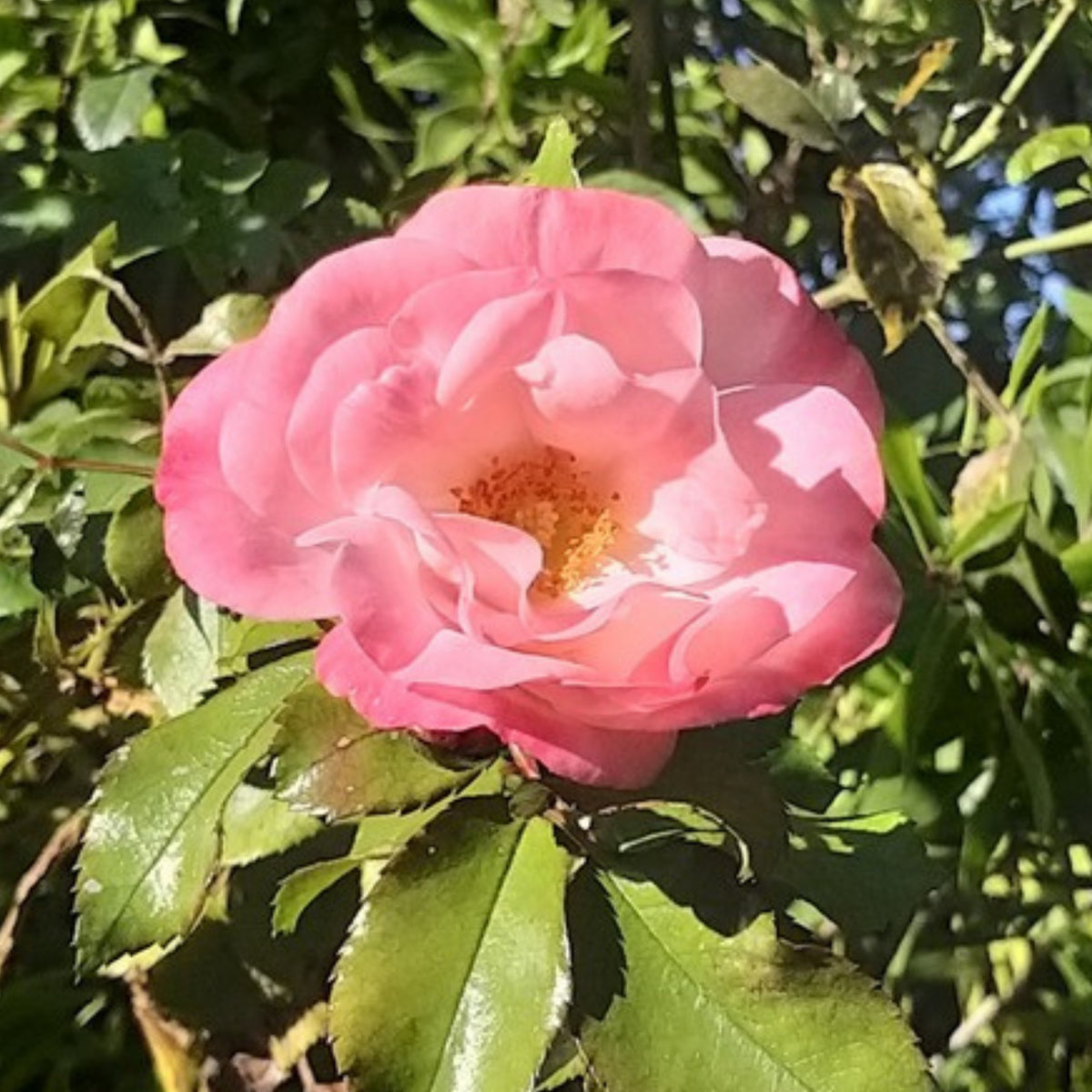 Rosenstadt Freising Perennial Rose Seeds - Garden Rose, 30+ seeds