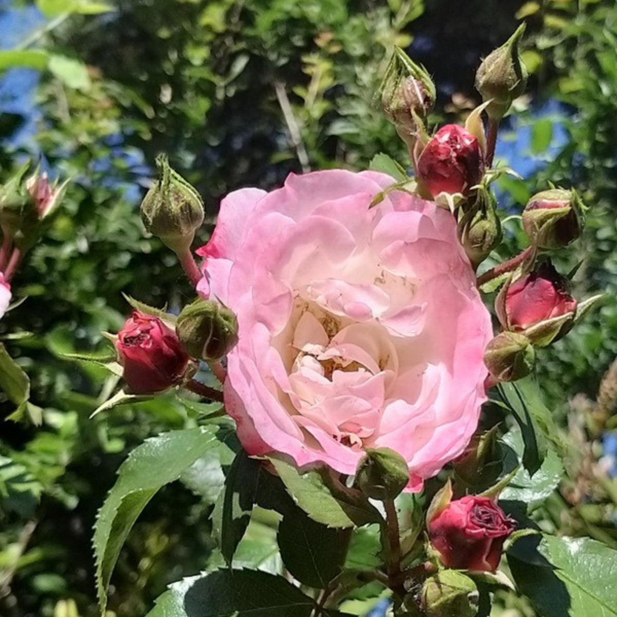 Rosenstadt Freising Perennial Rose Seeds - Garden Rose, 30+ seeds