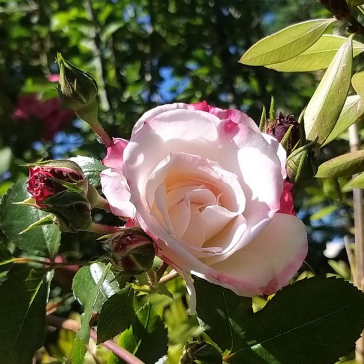 Rosenstadt Freising Perennial Rose Seeds - Garden Rose, 30+ seeds