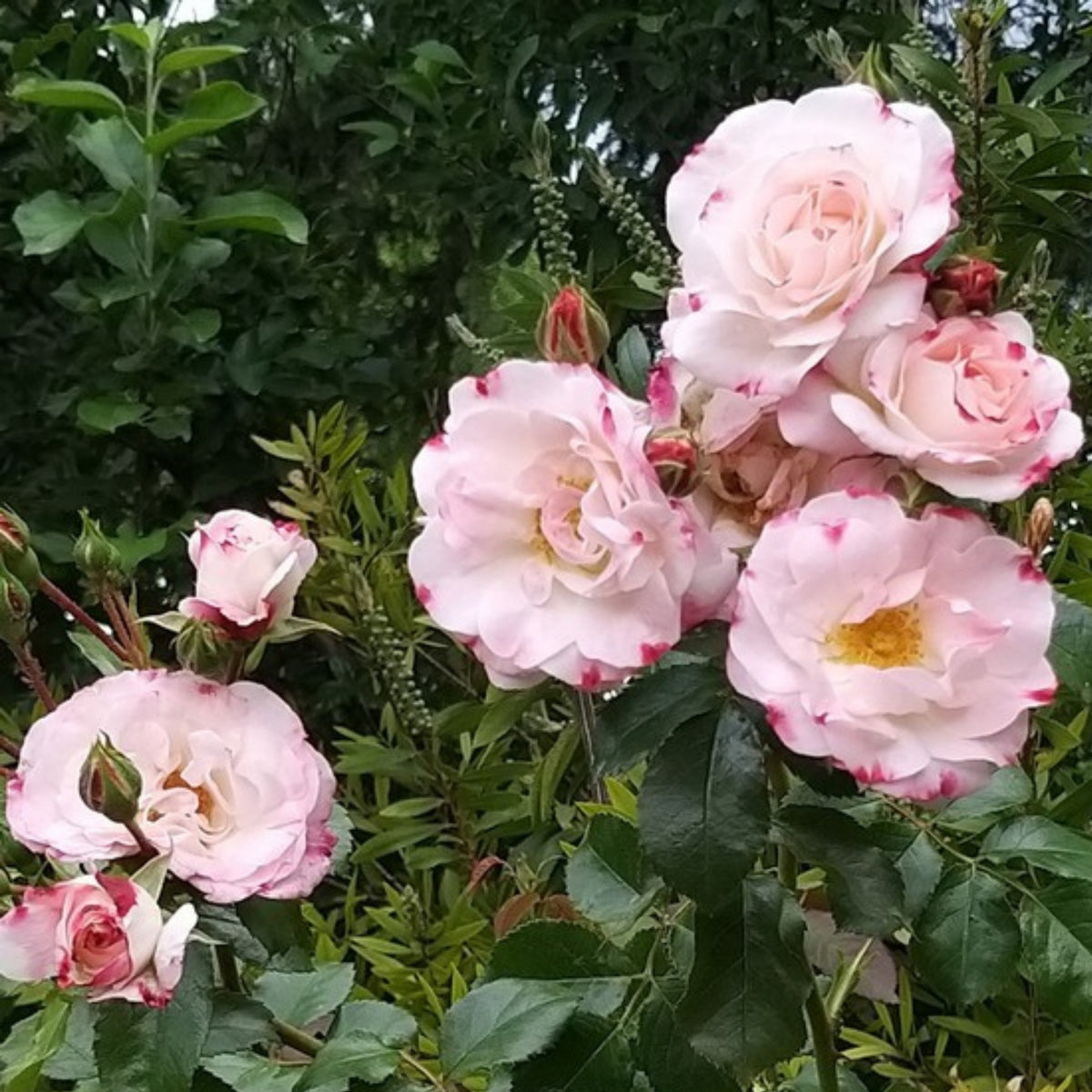 Rosenstadt Freising Perennial Rose Seeds - Garden Rose, 30+ seeds