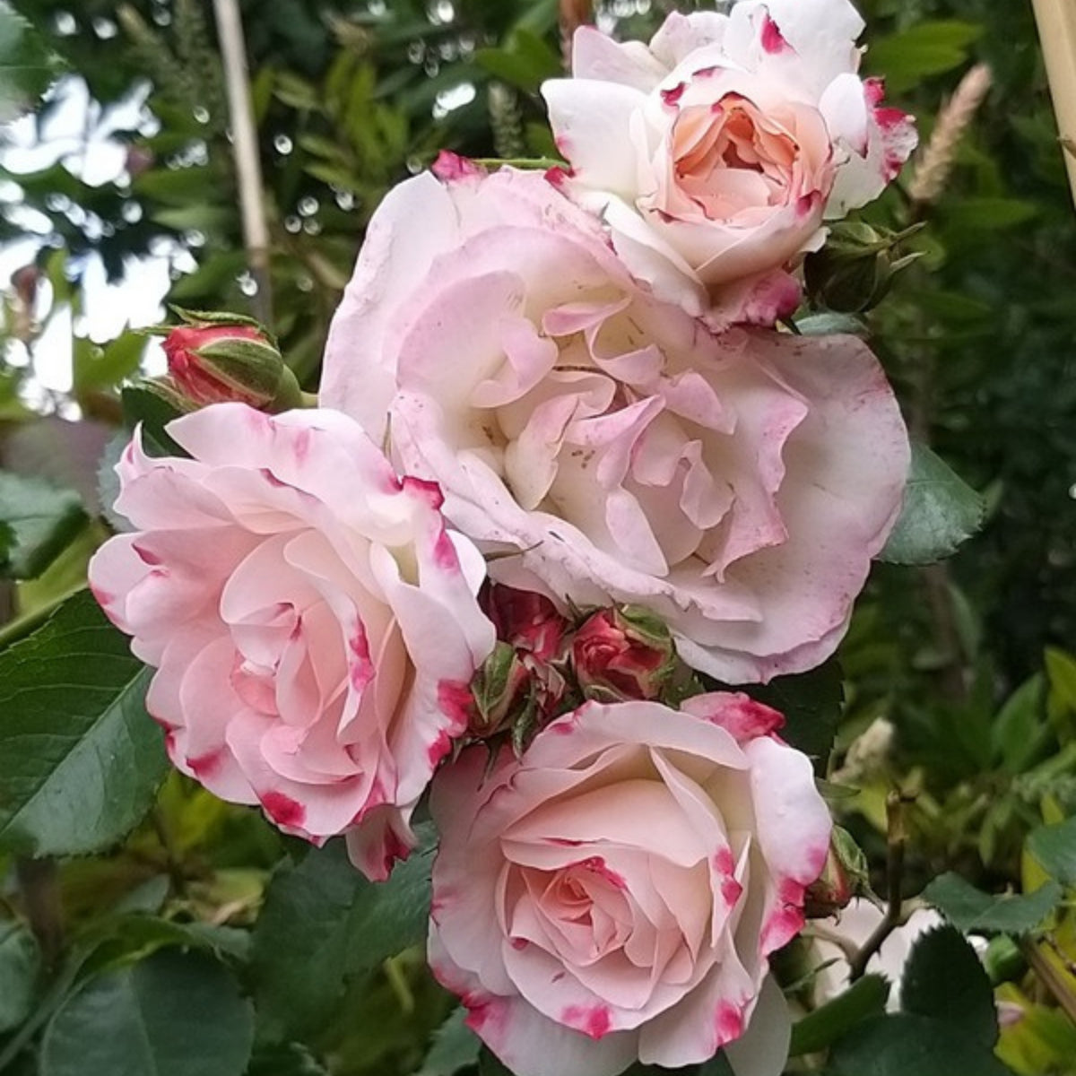 Rosenstadt Freising Perennial Rose Seeds - Garden Rose, 30+ seeds
