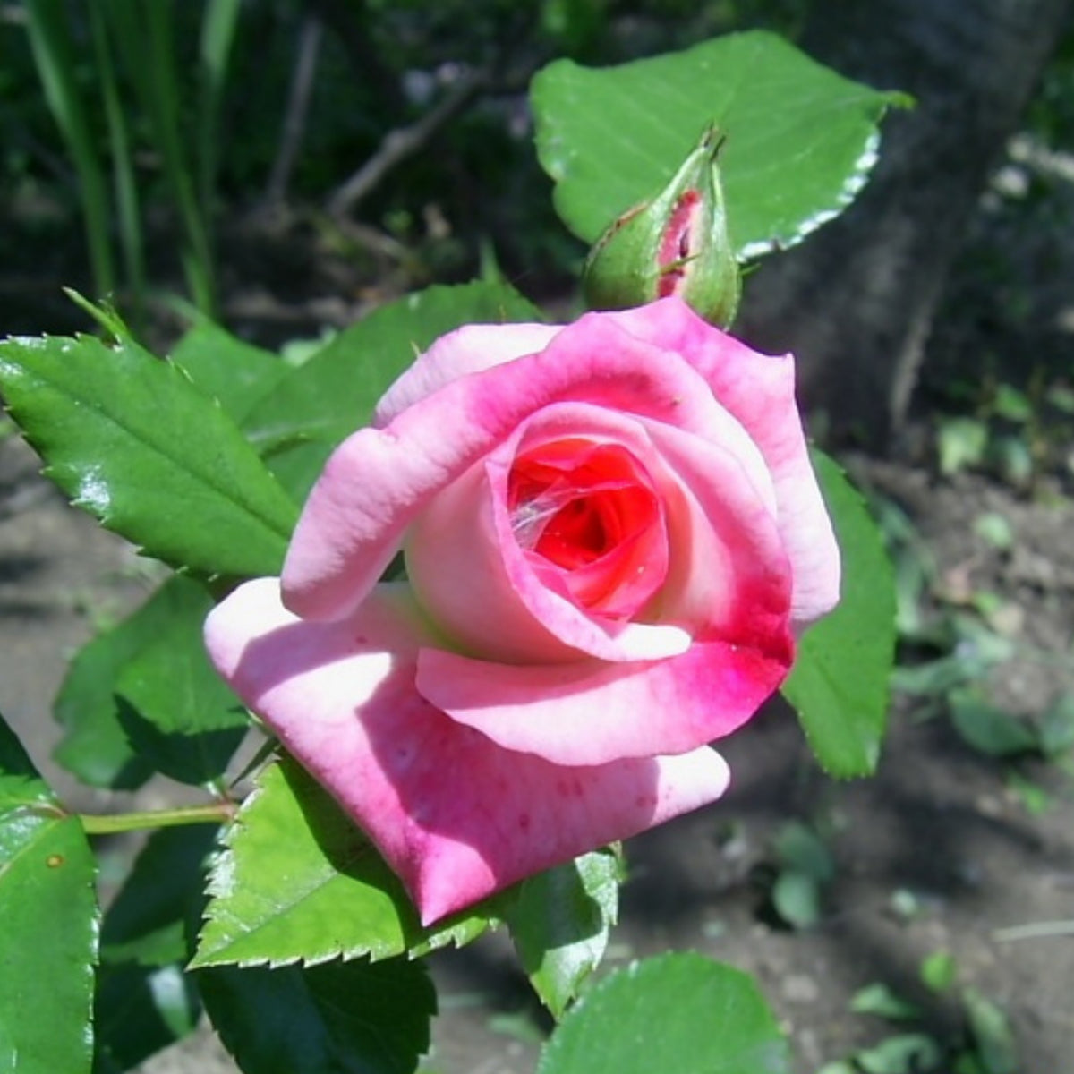 Rosenstadt Freising Perennial Rose Seeds - Garden Rose, 30+ seeds