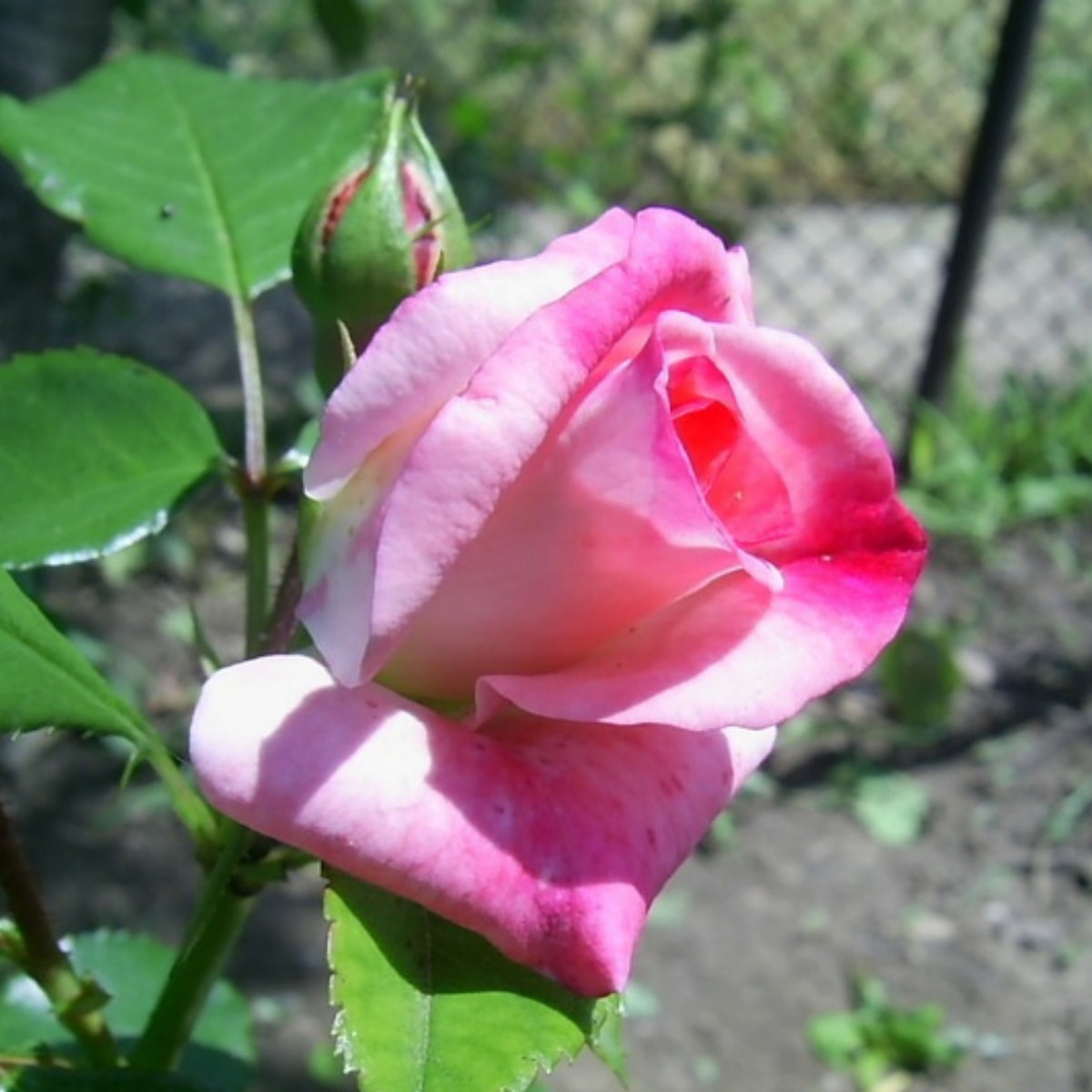 Rosenstadt Freising Perennial Rose Seeds - Garden Rose, 30+ seeds