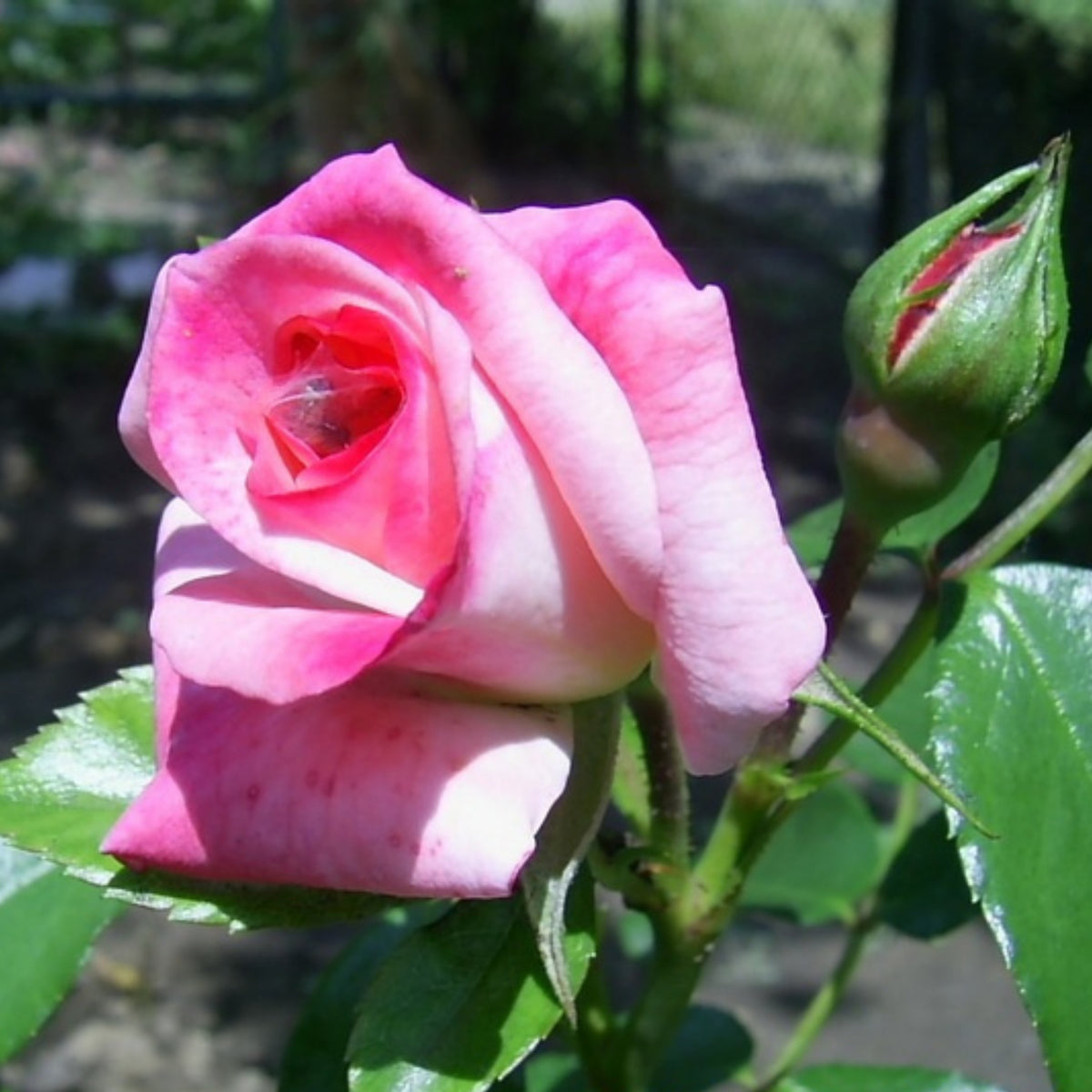 Rosenstadt Freising Perennial Rose Seeds - Garden Rose, 30+ seeds