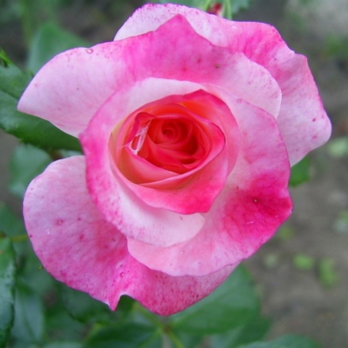 Rosenstadt Freising Perennial Rose Seeds - Garden Rose, 30+ seeds