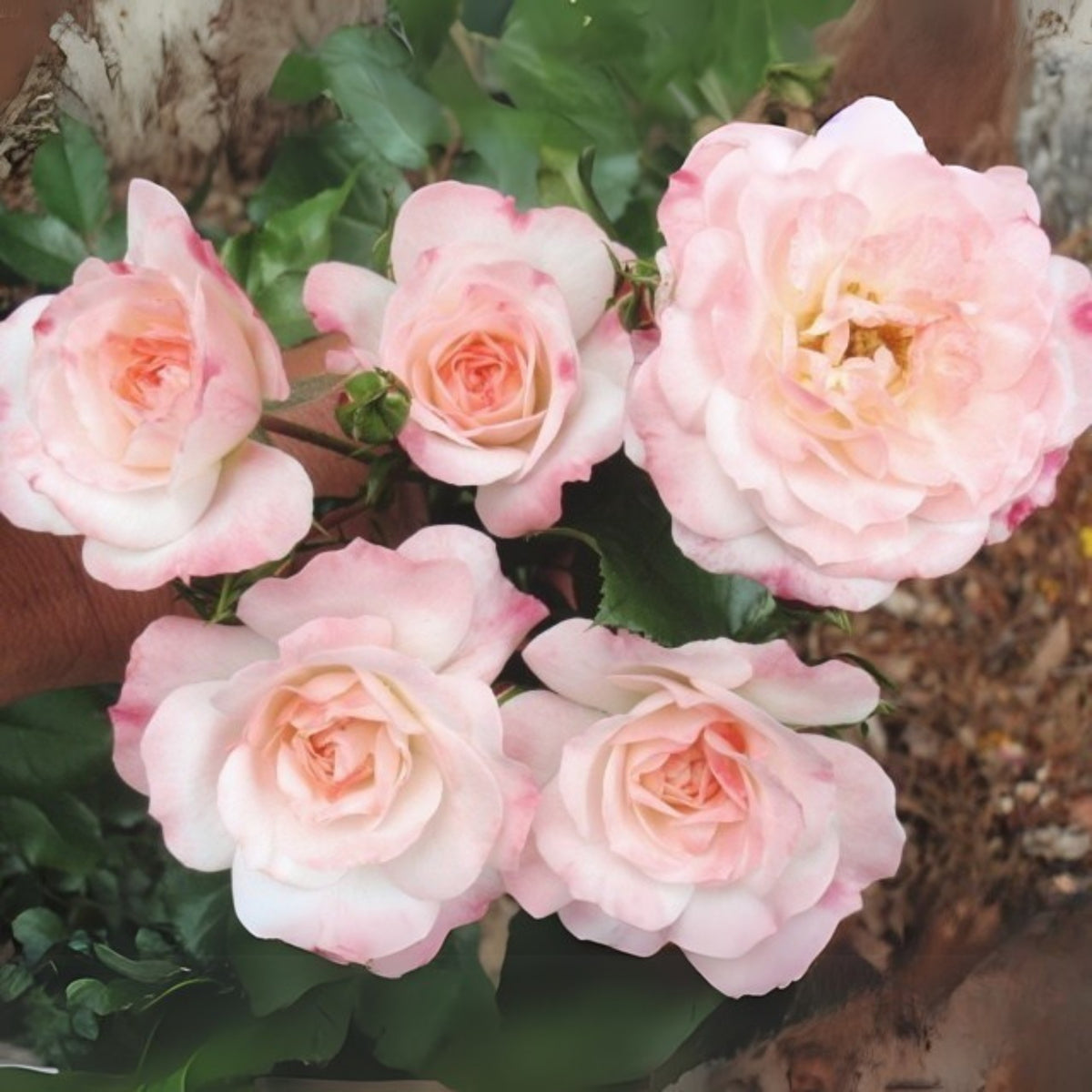 Rosenstadt Freising Perennial Rose Seeds - Garden Rose, 30+ seeds