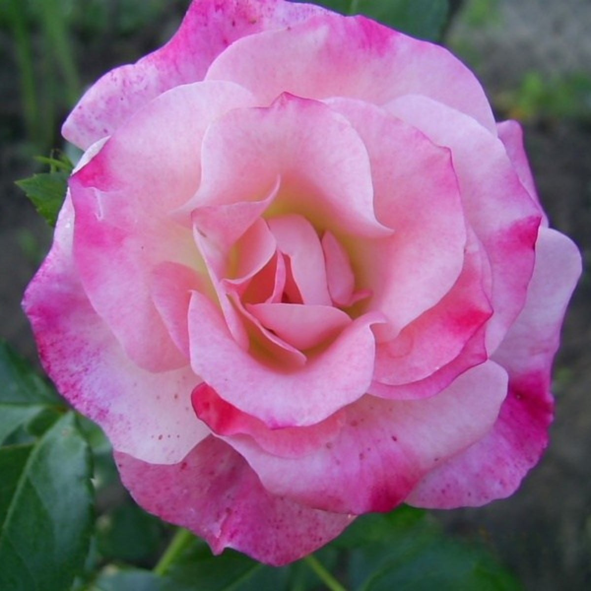 Rosenstadt Freising Perennial Rose Seeds - Garden Rose, 30+ seeds