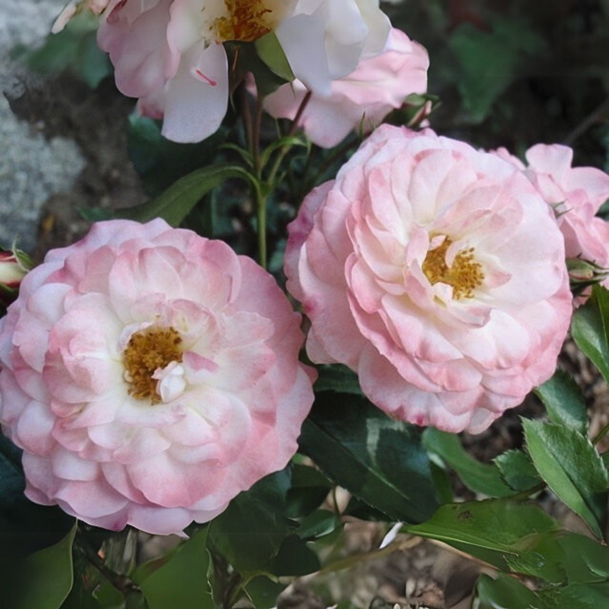 Rosenstadt Freising Perennial Rose Seeds - Garden Rose, 30+ seeds