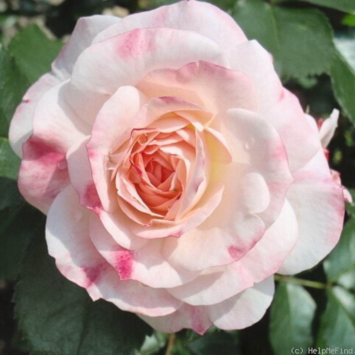 Rosenstadt Freising Perennial Rose Seeds - Garden Rose, 30+ seeds