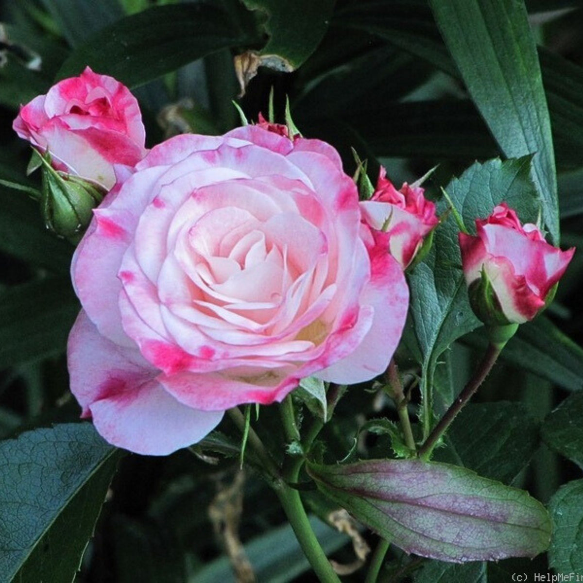 Rosenstadt Freising Perennial Rose Seeds - Garden Rose, 30+ seeds
