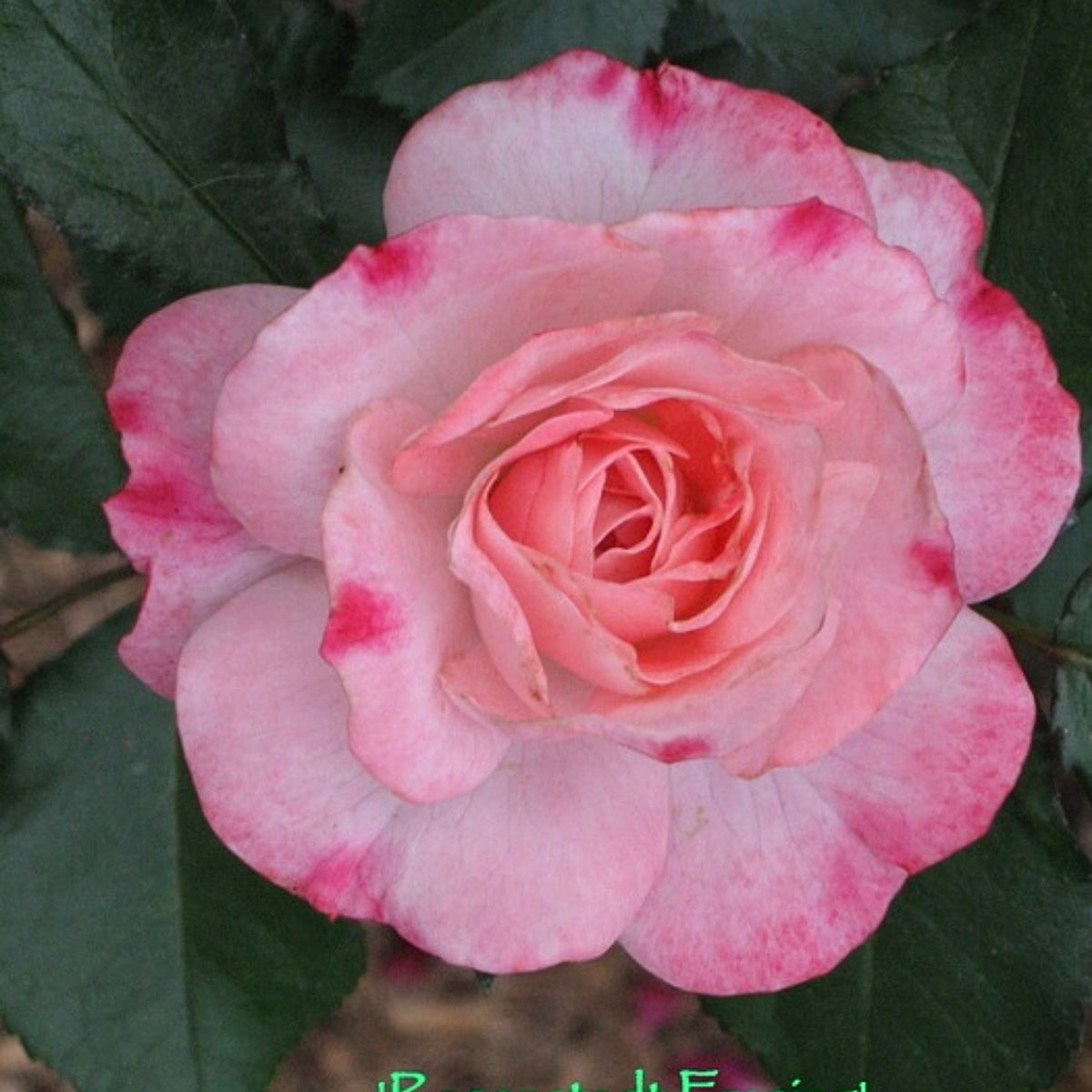 Rosenstadt Freising Perennial Rose Seeds - Garden Rose, 30+ seeds