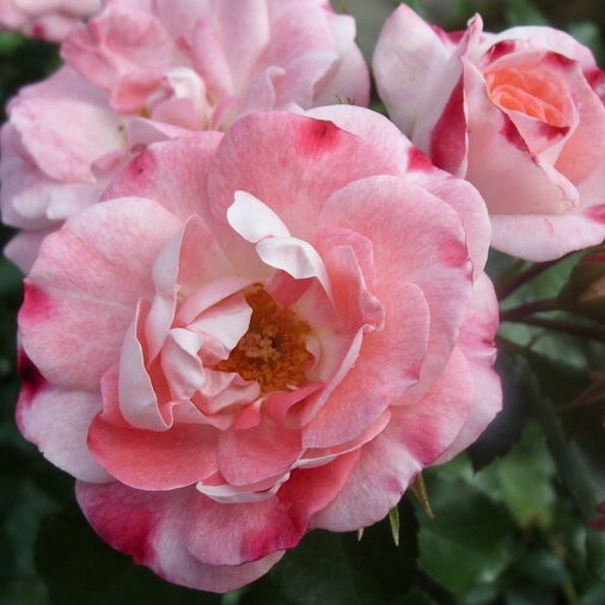 Rosenstadt Freising Perennial Rose Seeds - Garden Rose, 30+ seeds