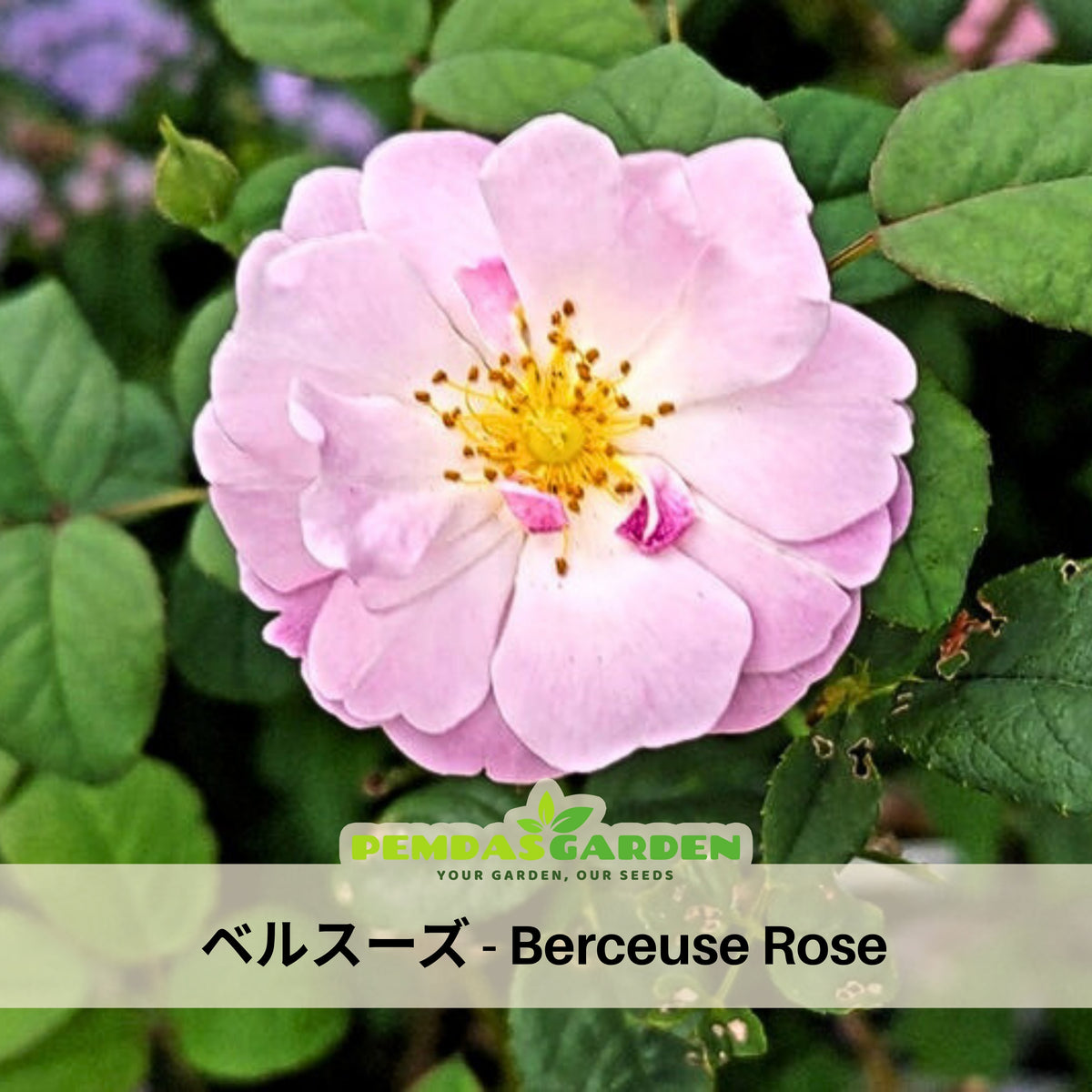 Berceuse Perennial Rose Seeds - Japanese Garden Rose, 30+ seeds