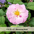 30+ Seeds| Berceuse Perennial Rose Seeds - Japanese Garden Rose - Soft Pink Blooms - Long Blooming - Ornamental Cottage Flower#1186
