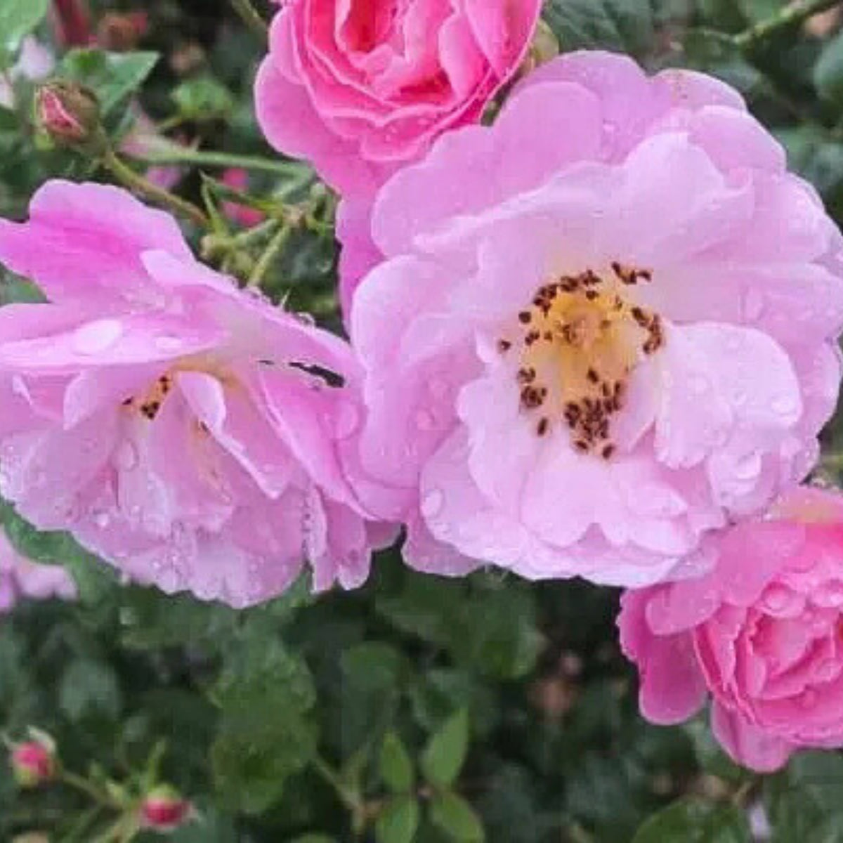 Berceuse Perennial Rose Seeds - Japanese Garden Rose, 30+ seeds