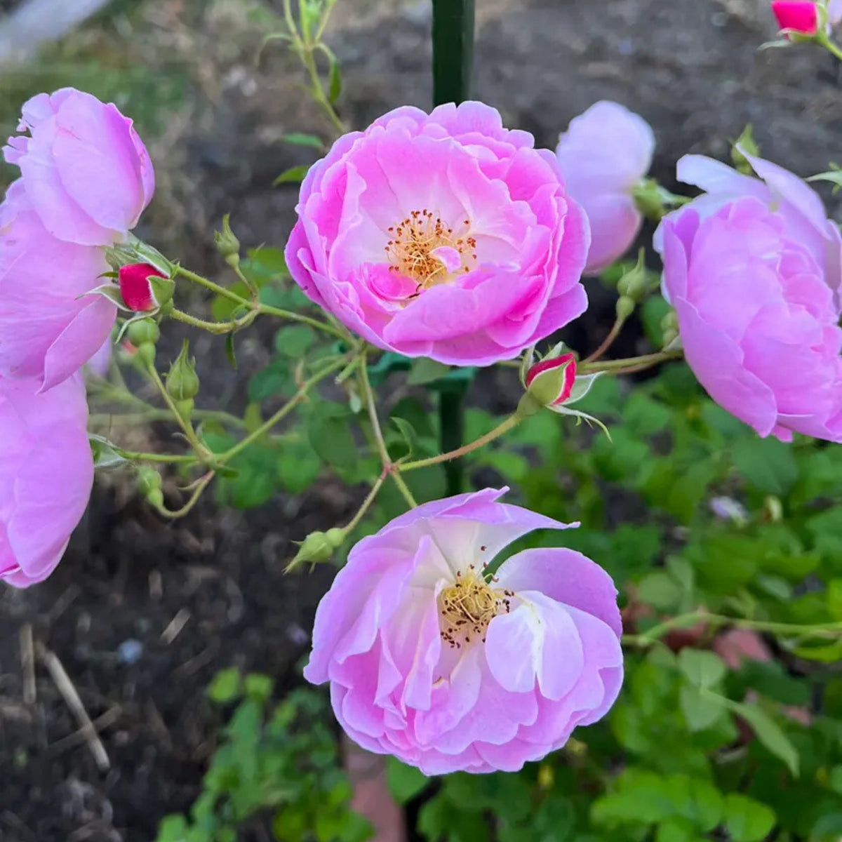 Berceuse Perennial Rose Seeds - Japanese Garden Rose, 30+ seeds