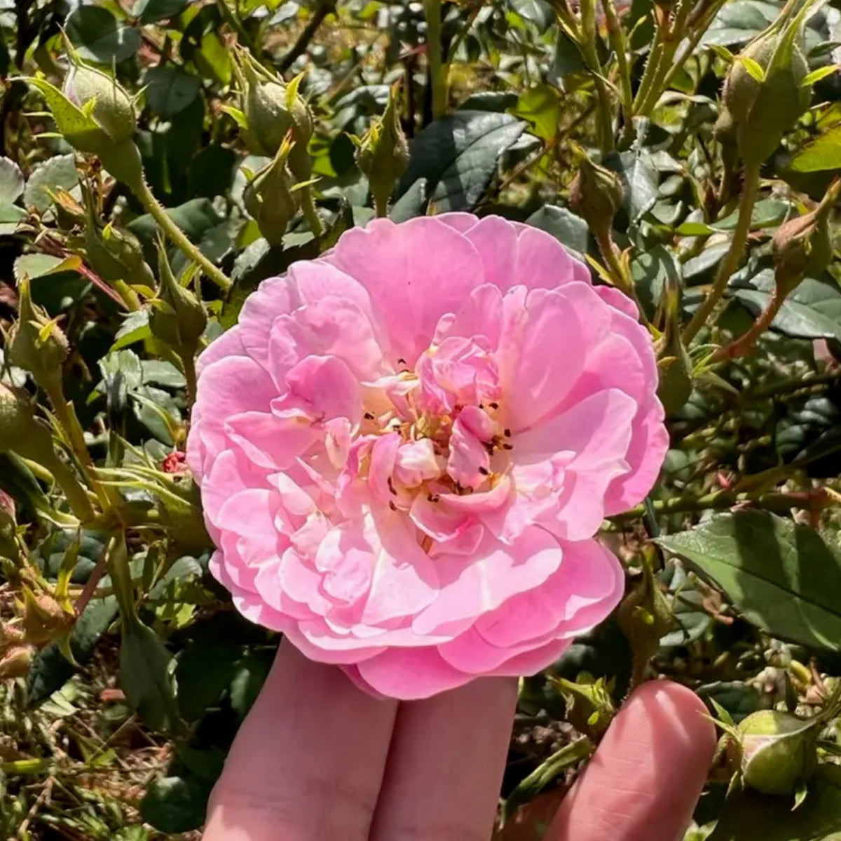 Berceuse Perennial Rose Seeds - Japanese Garden Rose, 30+ seeds