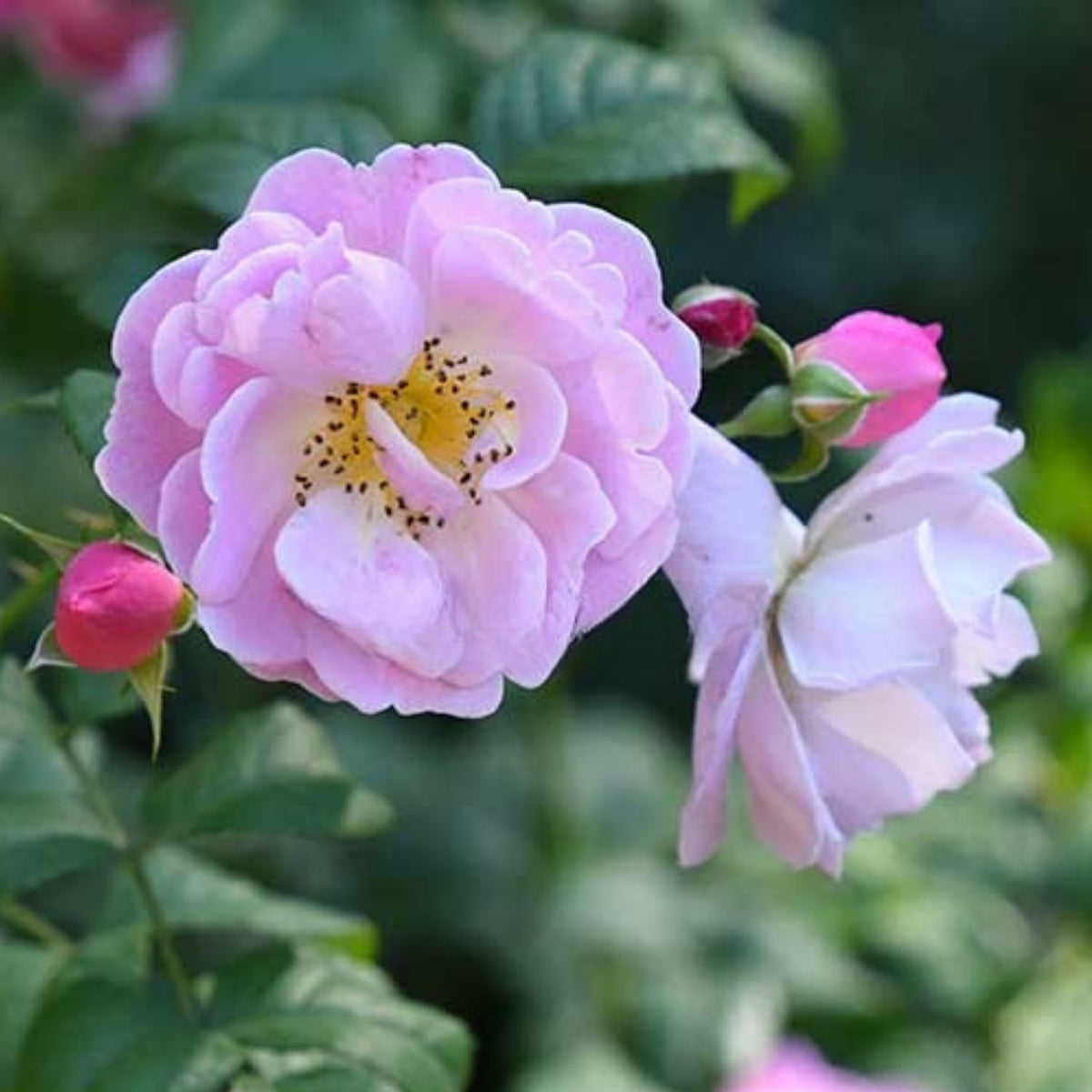 Berceuse Perennial Rose Seeds - Japanese Garden Rose, 30+ seeds