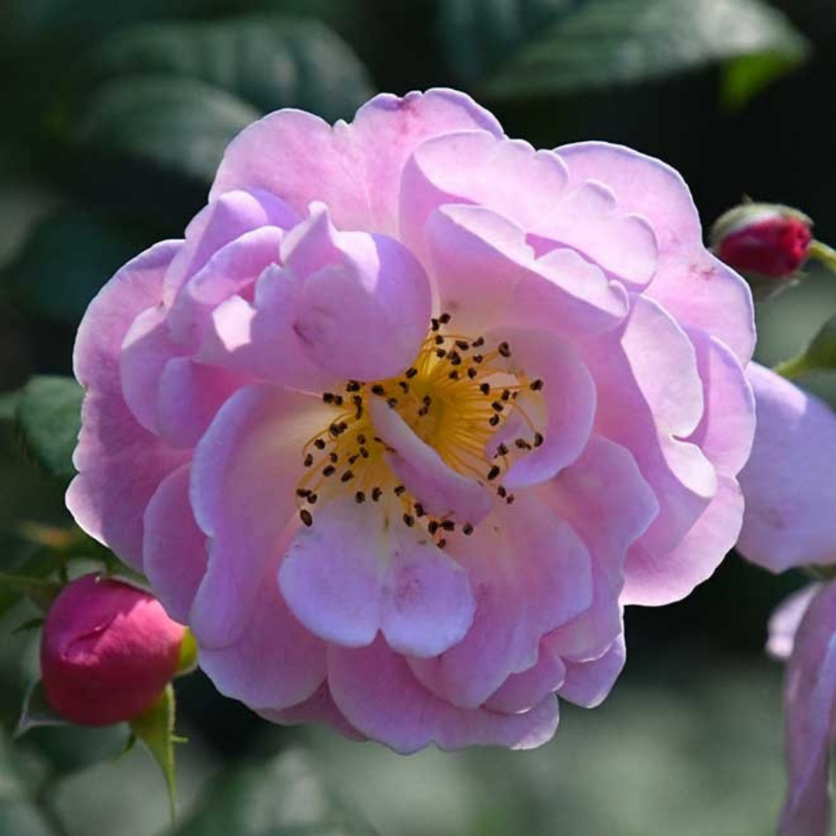 Berceuse Perennial Rose Seeds - Japanese Garden Rose, 30+ seeds