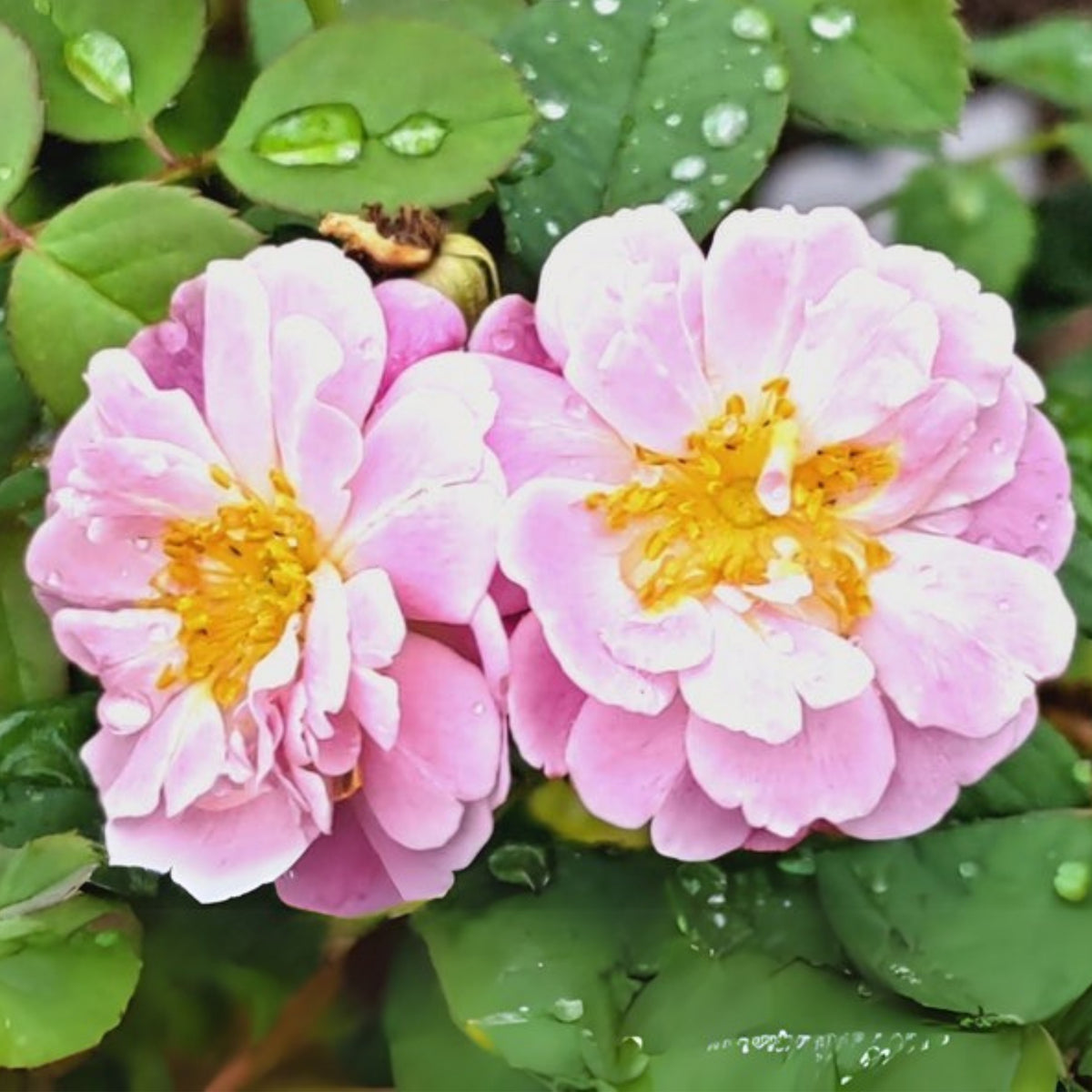Berceuse Perennial Rose Seeds - Japanese Garden Rose, 30+ seeds