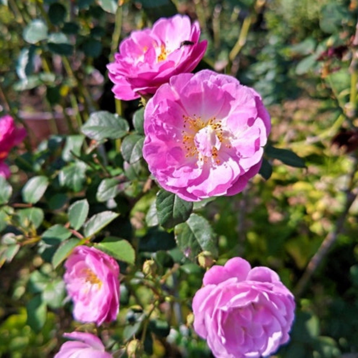 Berceuse Perennial Rose Seeds - Japanese Garden Rose, 30+ seeds