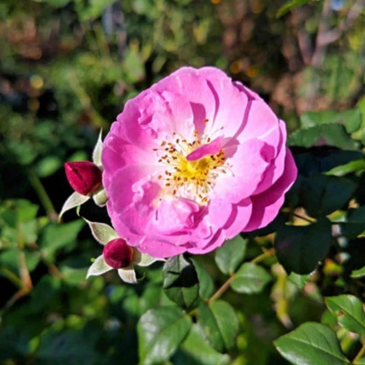 Berceuse Perennial Rose Seeds - Japanese Garden Rose, 30+ seeds