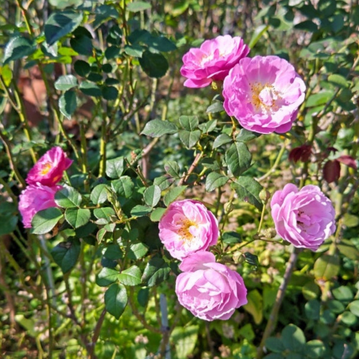 Berceuse Perennial Rose Seeds - Japanese Garden Rose, 30+ seeds