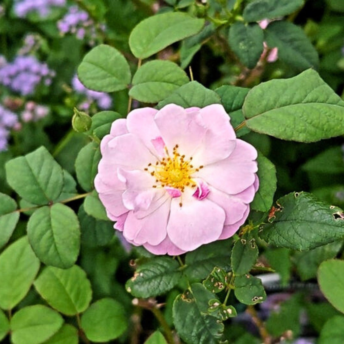 Berceuse Perennial Rose Seeds - Japanese Garden Rose, 30+ seeds