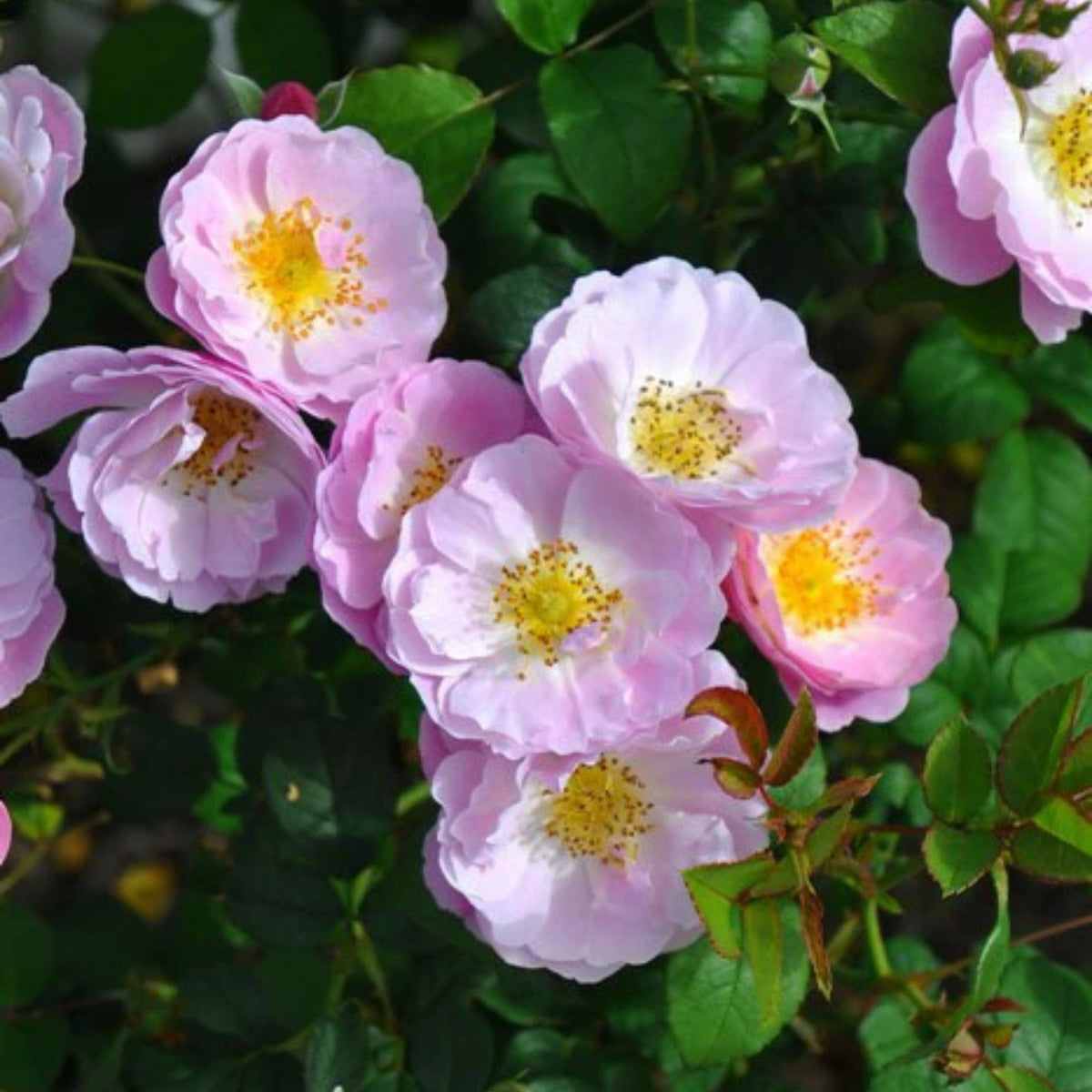 Berceuse Perennial Rose Seeds - Japanese Garden Rose, 30+ seeds
