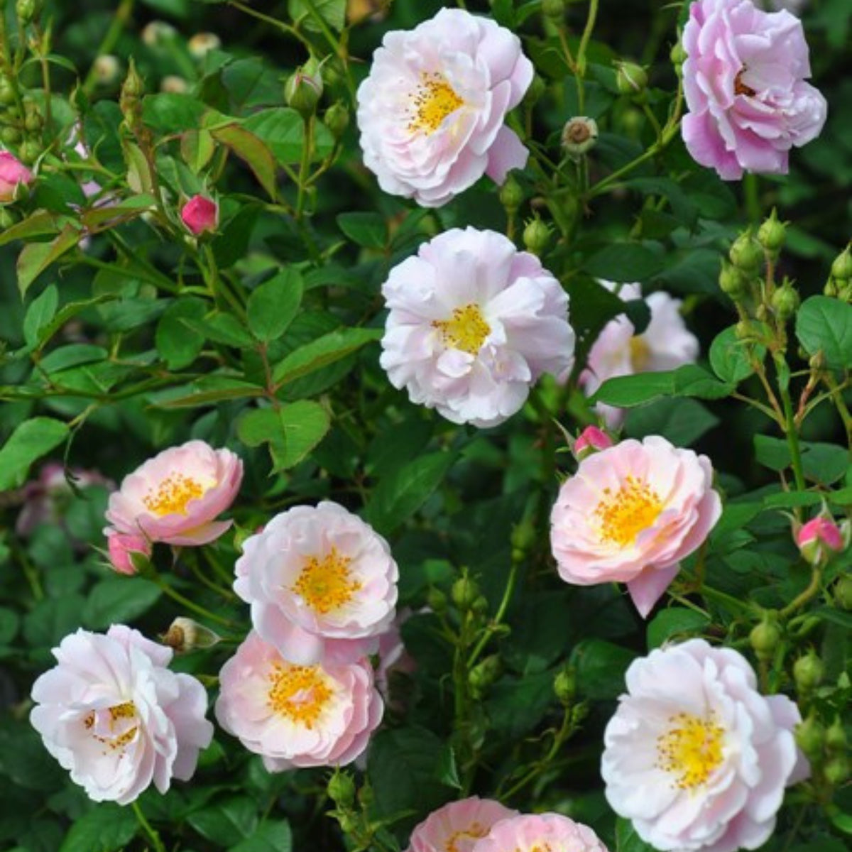 Berceuse Perennial Rose Seeds - Japanese Garden Rose, 30+ seeds