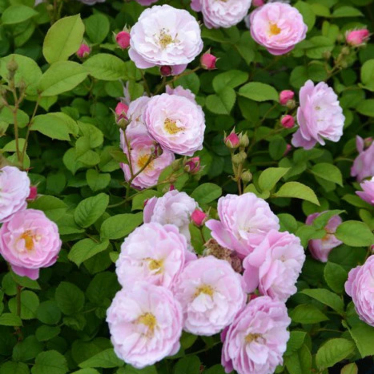Berceuse Perennial Rose Seeds - Japanese Garden Rose, 30+ seeds