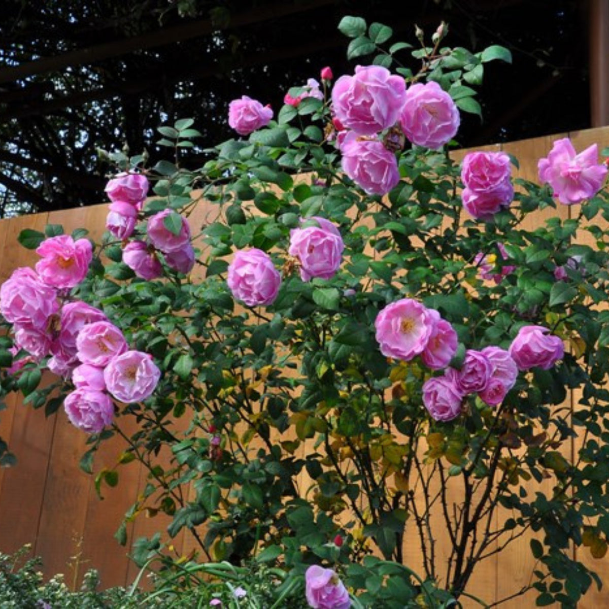 Berceuse Perennial Rose Seeds - Japanese Garden Rose, 30+ seeds