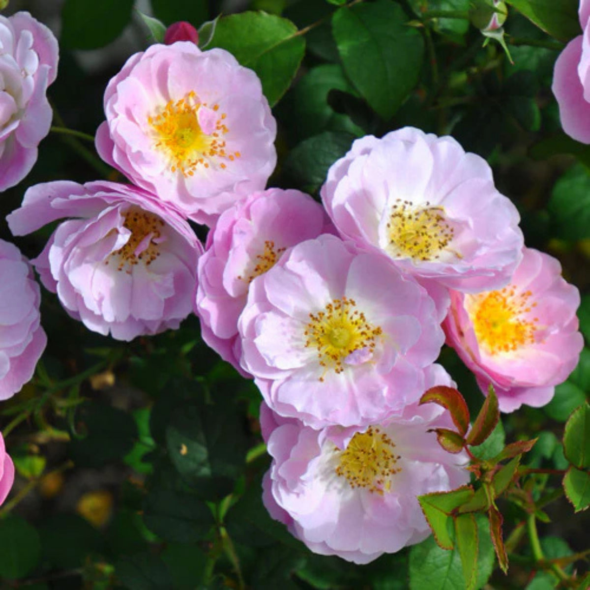 Berceuse Perennial Rose Seeds - Japanese Garden Rose, 30+ seeds