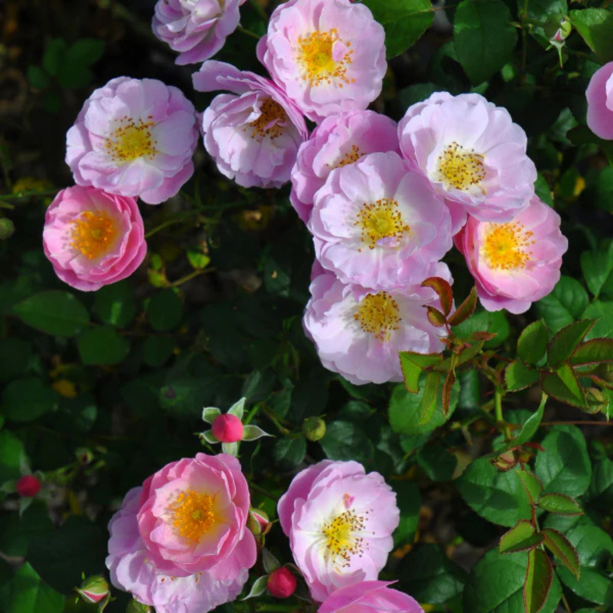 Berceuse Perennial Rose Seeds - Japanese Garden Rose, 30+ seeds