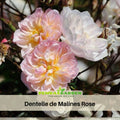 30+ Seeds| Dentelle de Malines Rose Seeds - Perennial Garden Rose - Pale Pink White Blooms - Fragrant Flowers - Climbing Ornamental Rose#1187