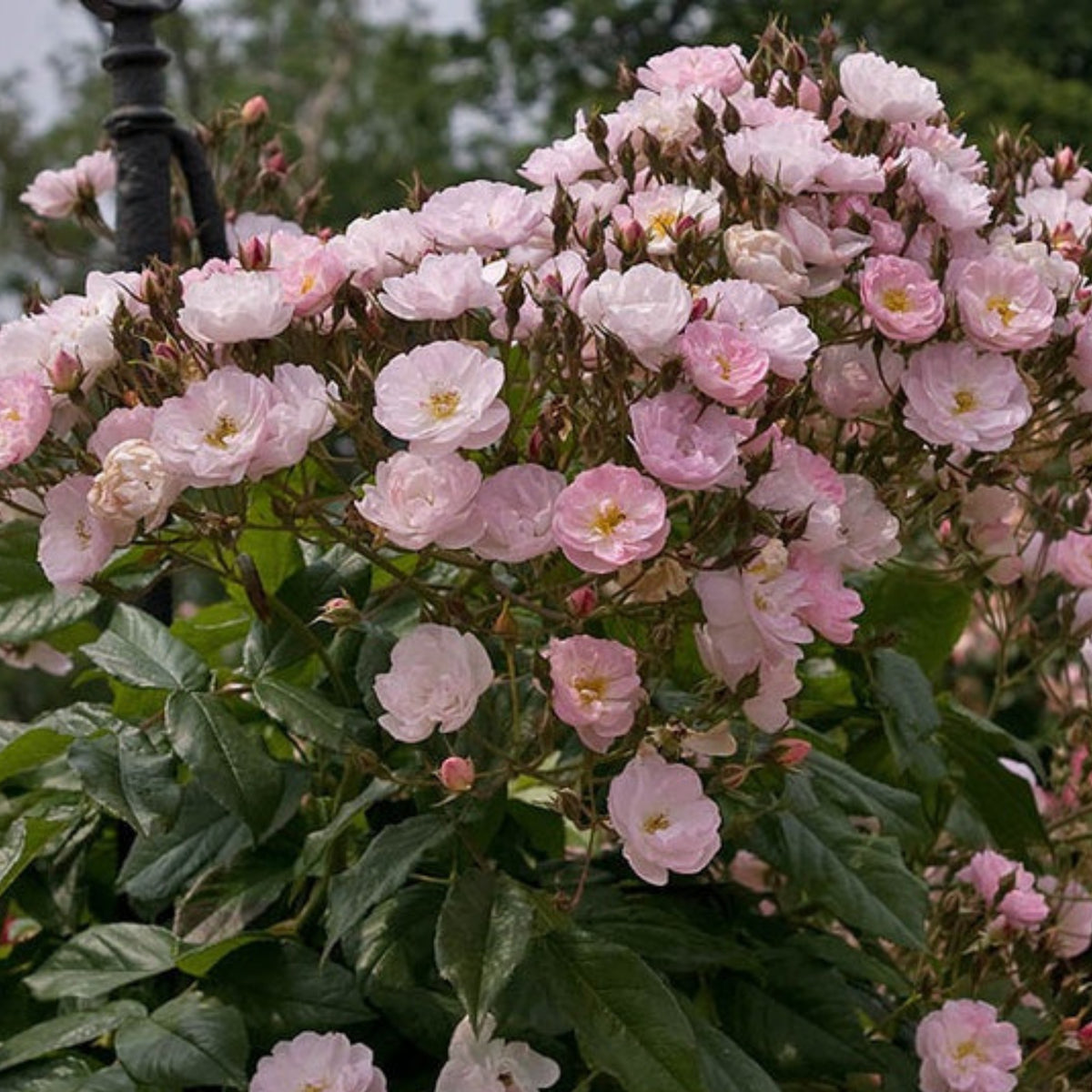 Dentelle de Malines Rose Seeds - Perennial Garden Rose, 30+ seeds